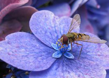 makro